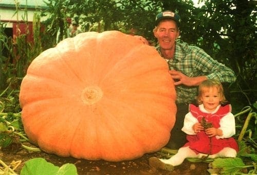  Citrouille Atlantic Giant