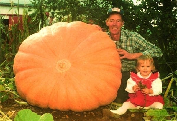 Citrouille Atlantic Giant