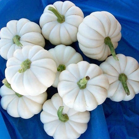  Citrouille Casperita F1 Blanche