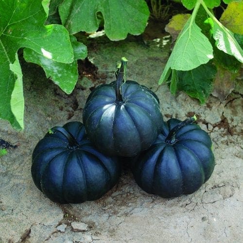  Citrouille Black Kat F1