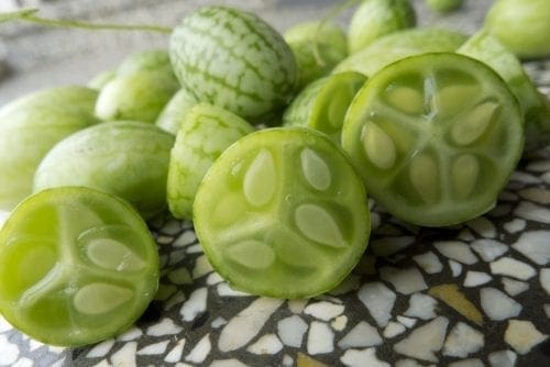  Concombre de spécialité Mouse Melon