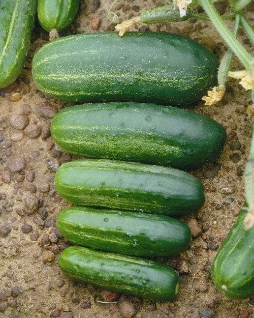  Cornichon Arabian F1