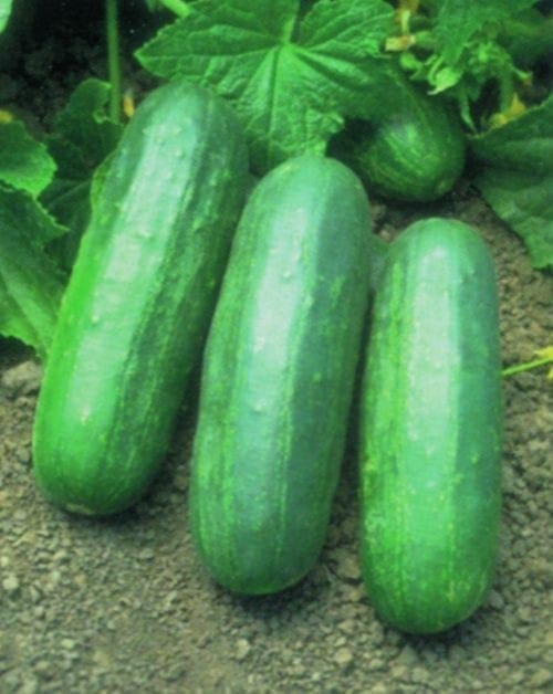  Cornichon Eureka F1