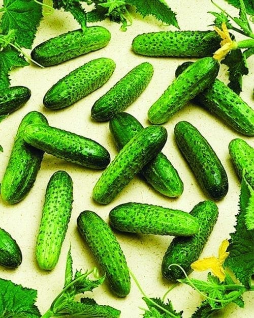  Cornichon Corentine F1