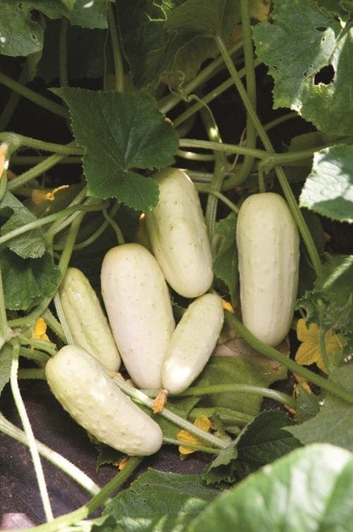  Cornichon Salt and Pepper