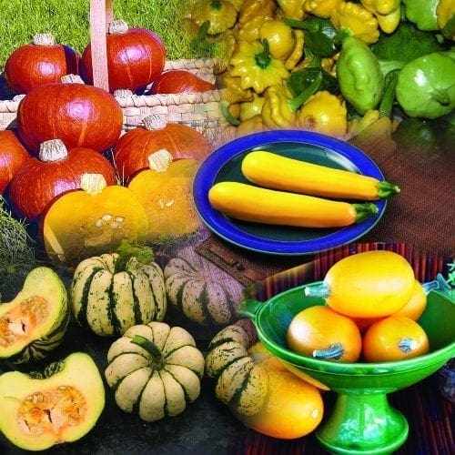  Courge d’été mélange pour potager