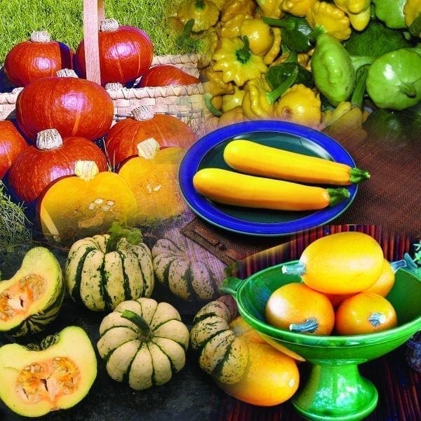 Courge d'été mélange pour potager