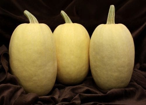  Courge Primavera F1