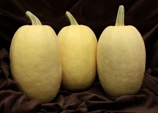 Courge Primavera F1