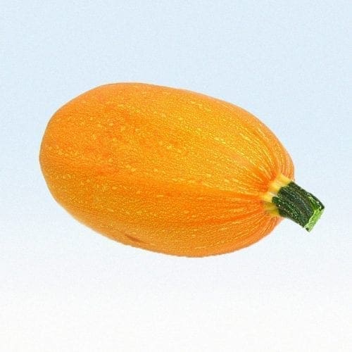  Courge Orangetti F1