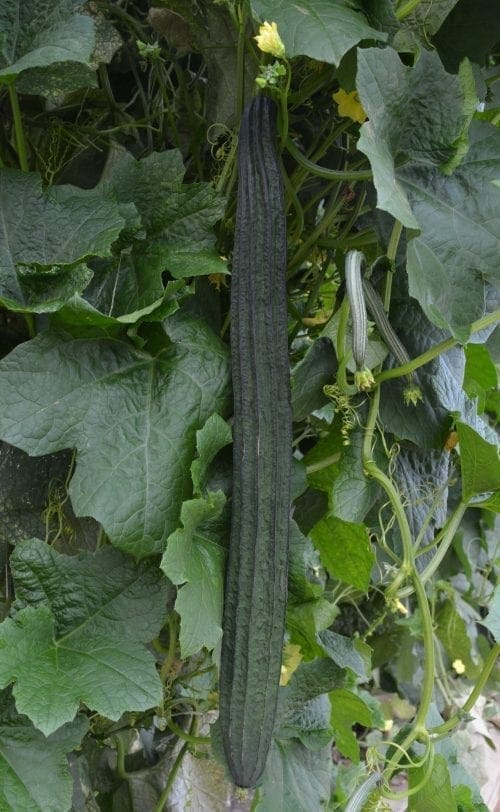  Courge Zou Sing F1