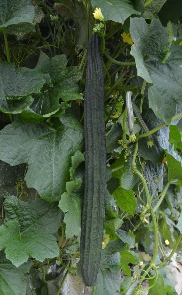 Courge Zou Sing F1