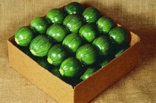  Courge Eight Ball F1