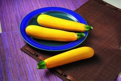  Courge d’été Golden Glory F1