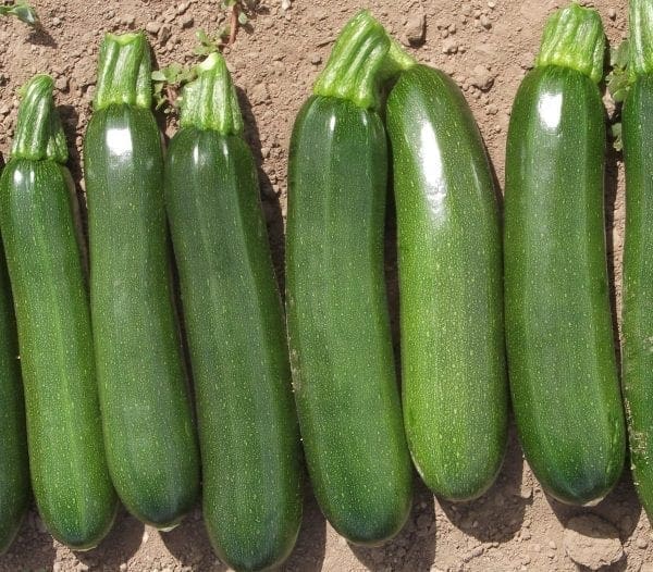 Courge Green Machine F1