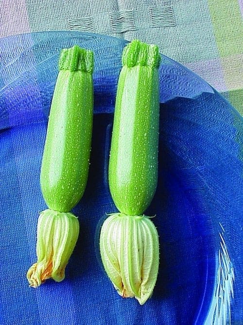  Courge Ishtar F1