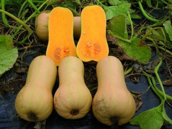 Courge Early Butternut F1