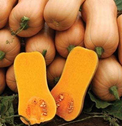  Courge Quantum F1
