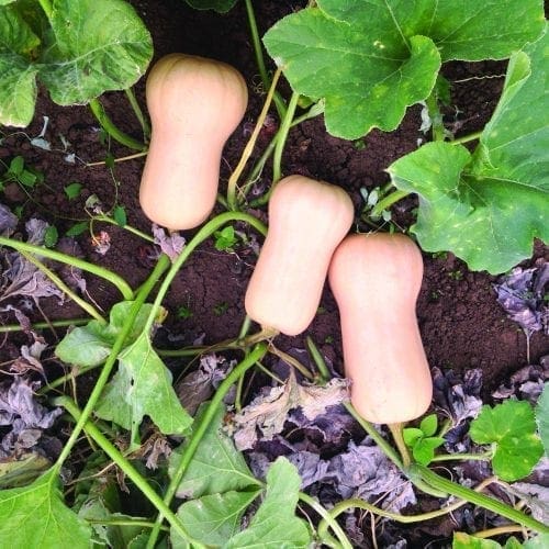  Courge Havana F1