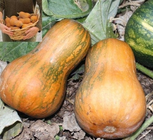  Courge Honeynut (Mini)
