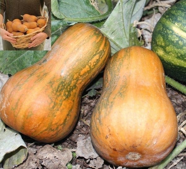 Courge Honeynut (Mini)