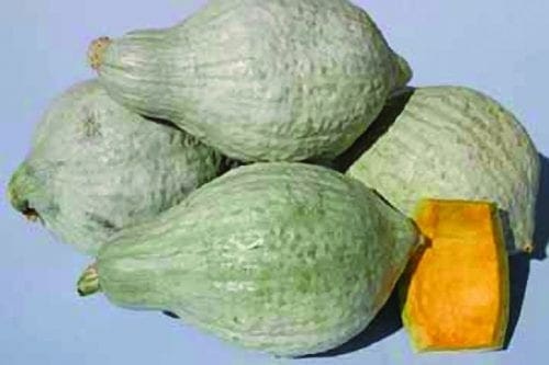  Courge Heavenly Hubbard F1