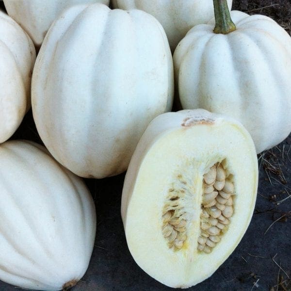 Courge Mashed Potatoes F1