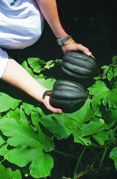  Courge Table Queen