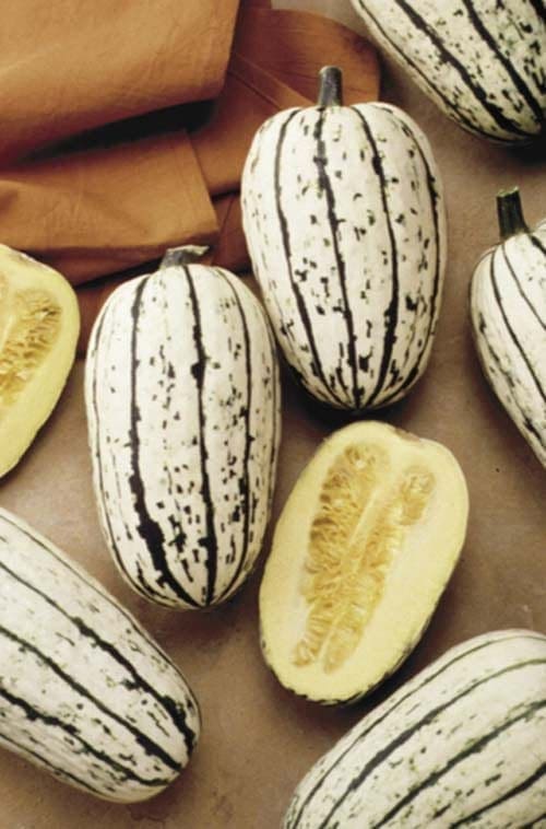  Courge Bush Delicata