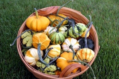  Courge Ornementale Galaxy of Stars F1