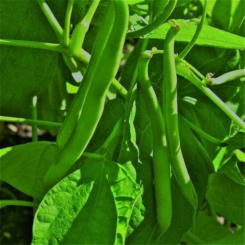  Haricot Tendergreen Stringless