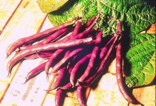  Haricot Royal Burgundy