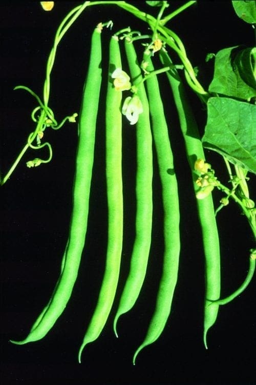  Haricot Kentucky Blue Vert