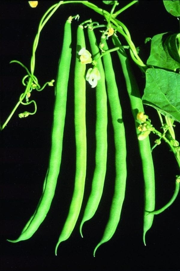 Haricot Kentucky Blue Vert