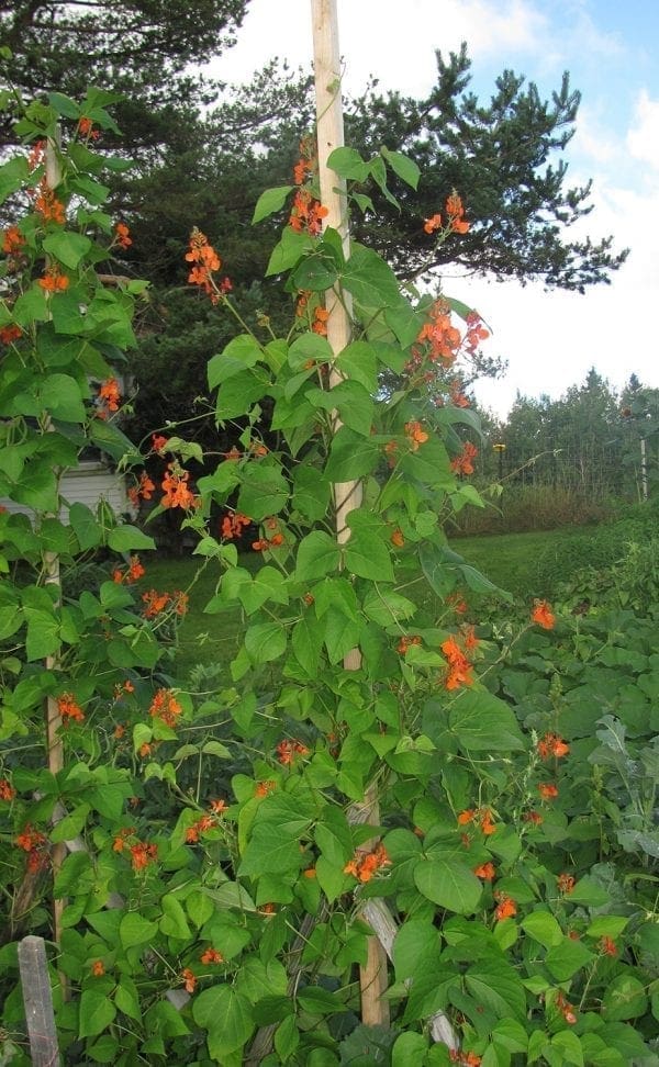 Haricot Scarlet Runner