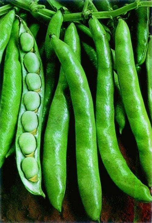  Gourgane Express (Primo)