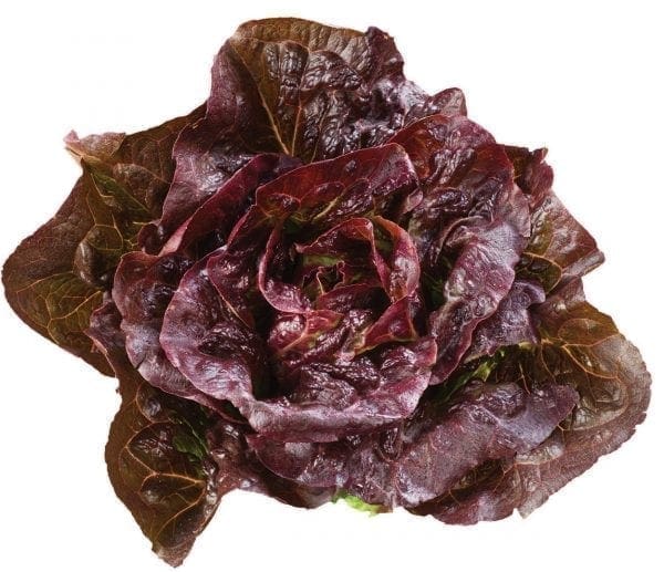 Laitue Pomegranate Crunch rouge