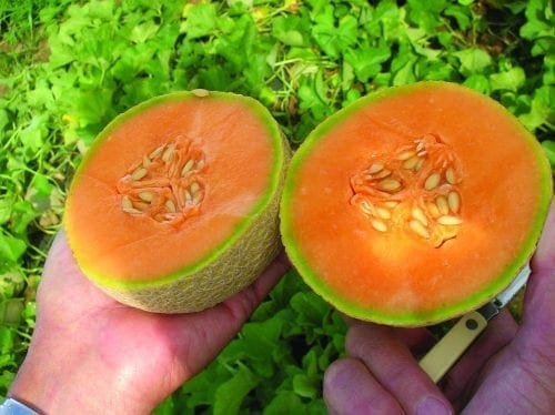 Melon Sugar Cube F1