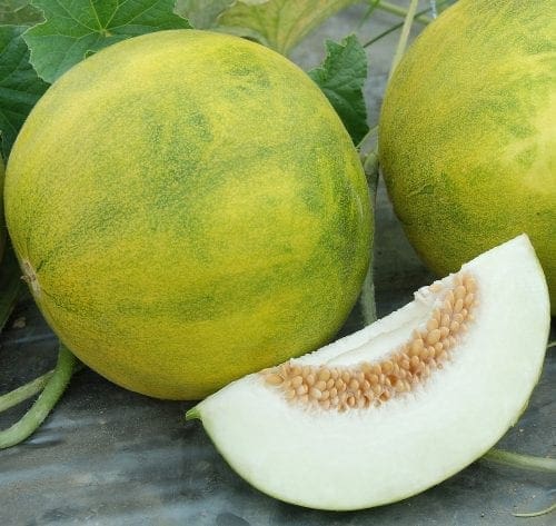  Melon Melemon F1