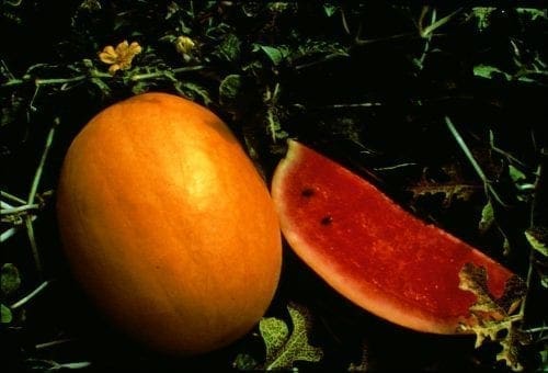  Melon Golden Crown F1