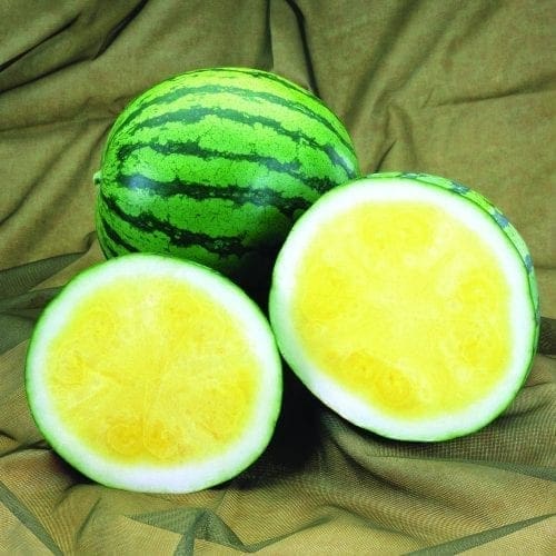  Melon Amarillo F1