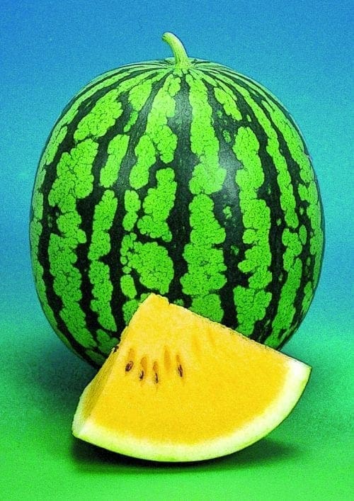  Melon Yellow Baby F1