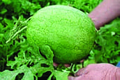  Melon d’eau pollinisateur Ace F1