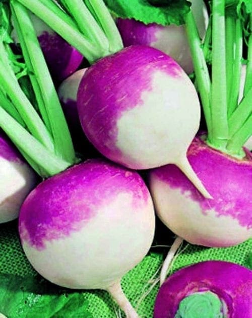  Navet de jardin Blanc Globe à Collet Violet