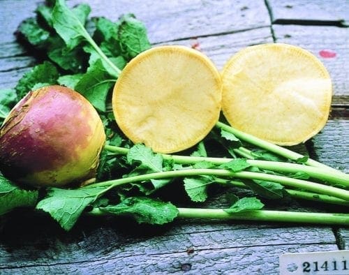  Rutabaga Laurentien Thomson