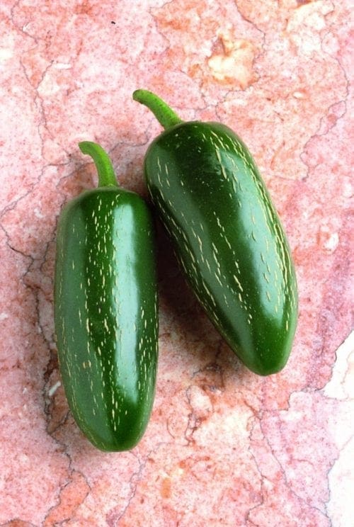  Piment Jalapeno Hatif