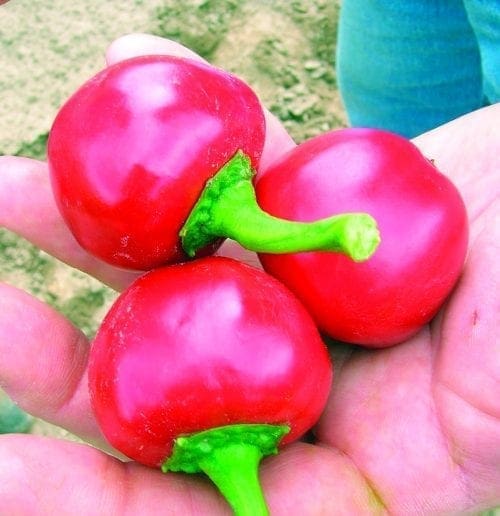  Piment Time Bomb F1