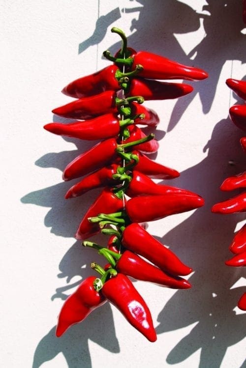  Piment Gorria