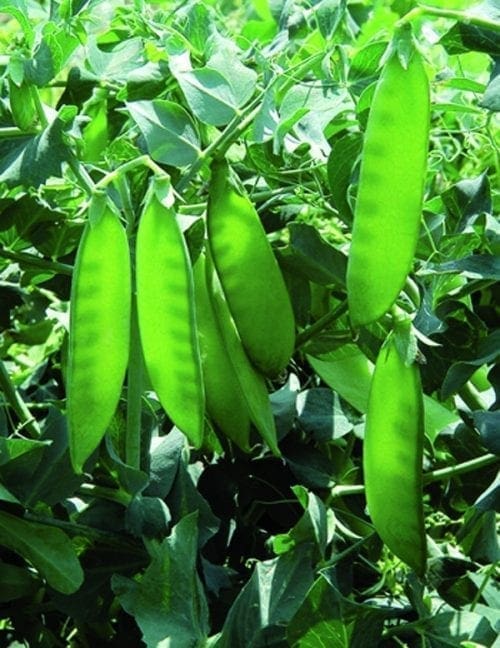  Pois Mangetout Sweet Sunsation