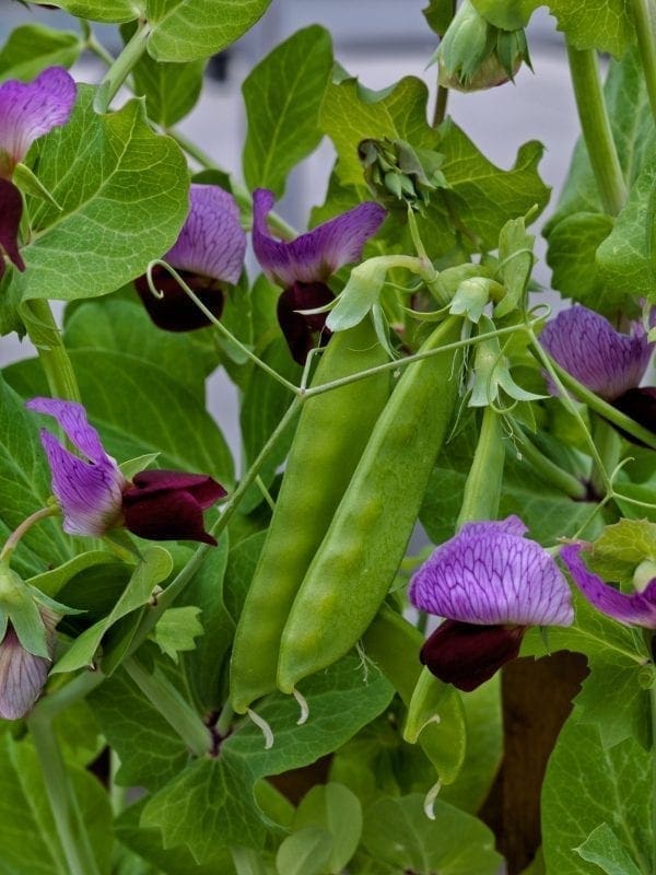Pois Little Snow Pea